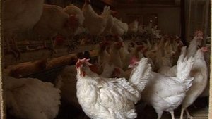 Grippe aviaire: pas de quoi paniquer