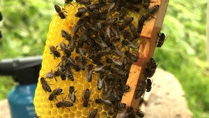 Les abeilles en difficulté dans la région
