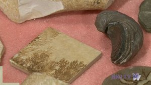 Tout savoir de la paléontologie