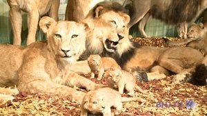 Près de 1'500 animaux peuplent l’Arche de Noé