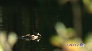 L'Etang de la Gruère au coeur d'un amibiteux projet
