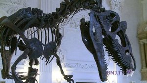 Une dinosaures aux Jésuites