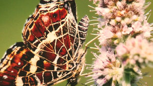 Les papillons en exposition à Montenol