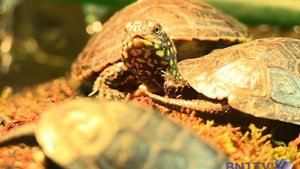 Le retour de la tortue