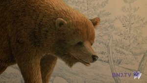 Des ossements d'ours découverts à Vallorbe