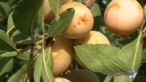 Relations d'hommes et fruits 