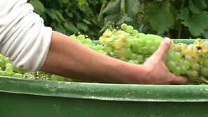 Une cuvée 2012 encore incertaine