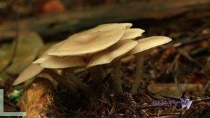 Les champignons doivent être contrôlés