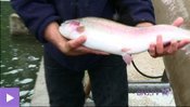 Pisciculture à Soubey