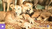 Près de 1'500 animaux peuplent l’Arche de Noé