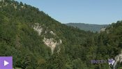 Une meilleure gestion des forêts