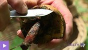 Une bonne croûte aux champignons