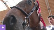 Les meilleurs cavaliers à Chevenez