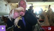 De nouvelles poulettes à Marin