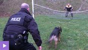 Chien policier: un métier, une passion