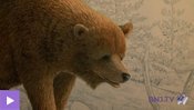 Des ossements d'ours découverts à Vallorbe