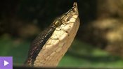 Un mordu de serpents venimeux raconte sa passion
